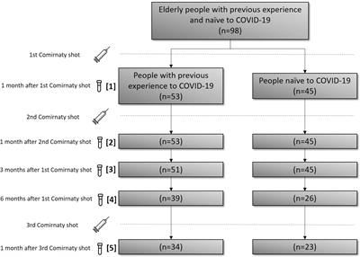 Evolution of antibody profiles against SARS-CoV-2 in experienced and naïve vaccinated elderly people